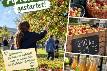 Apfelernte 2026 gestartet